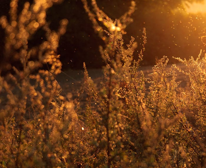 Spring Allergies in Indiana and HVAC Solutions