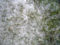 clean cottonwood snow from air conditioner indianapolis