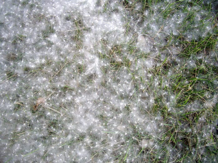 clean cottonwood snow from air conditioner indianapolis