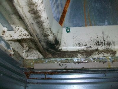 mold in air conditioner, trust homesense indianapolis HVAC