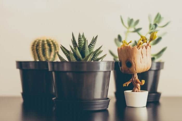 How to Purify Your Home Air Quality With Houseplants