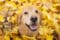 Golden retriever head sticking out of yellow fall leaves
