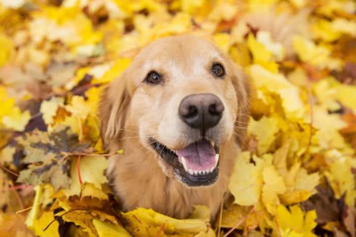 Golden retriever head sticking out of yellow fall leaves